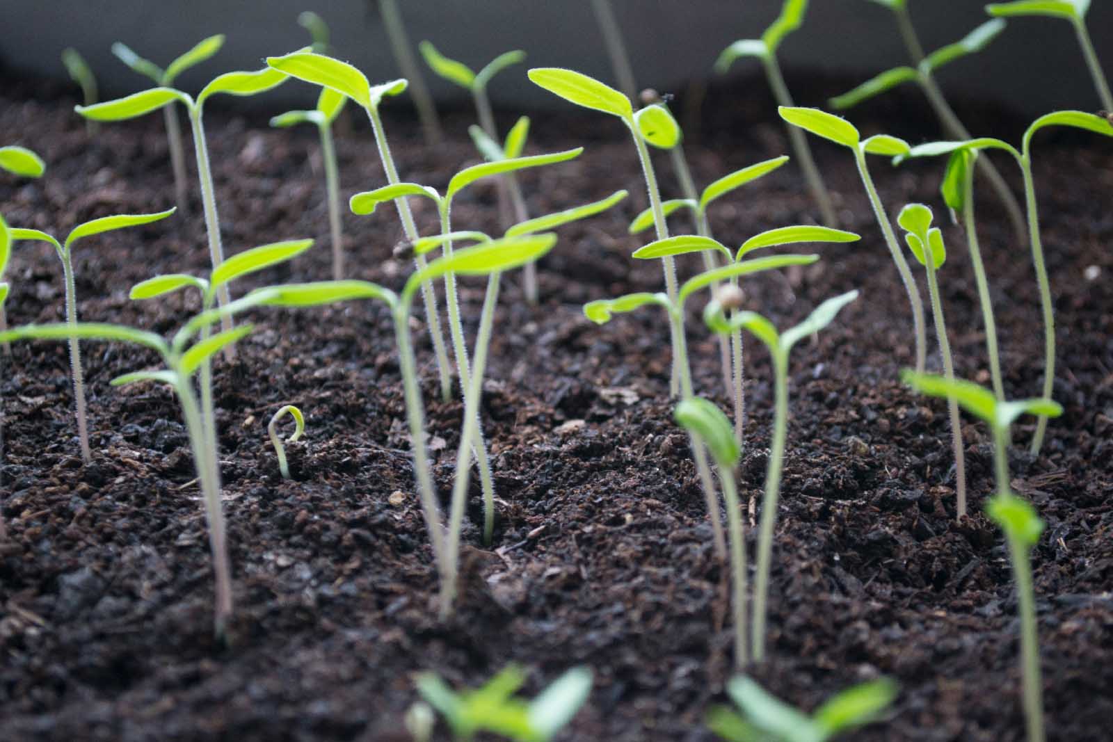 Bean sprouts growing out of dirt