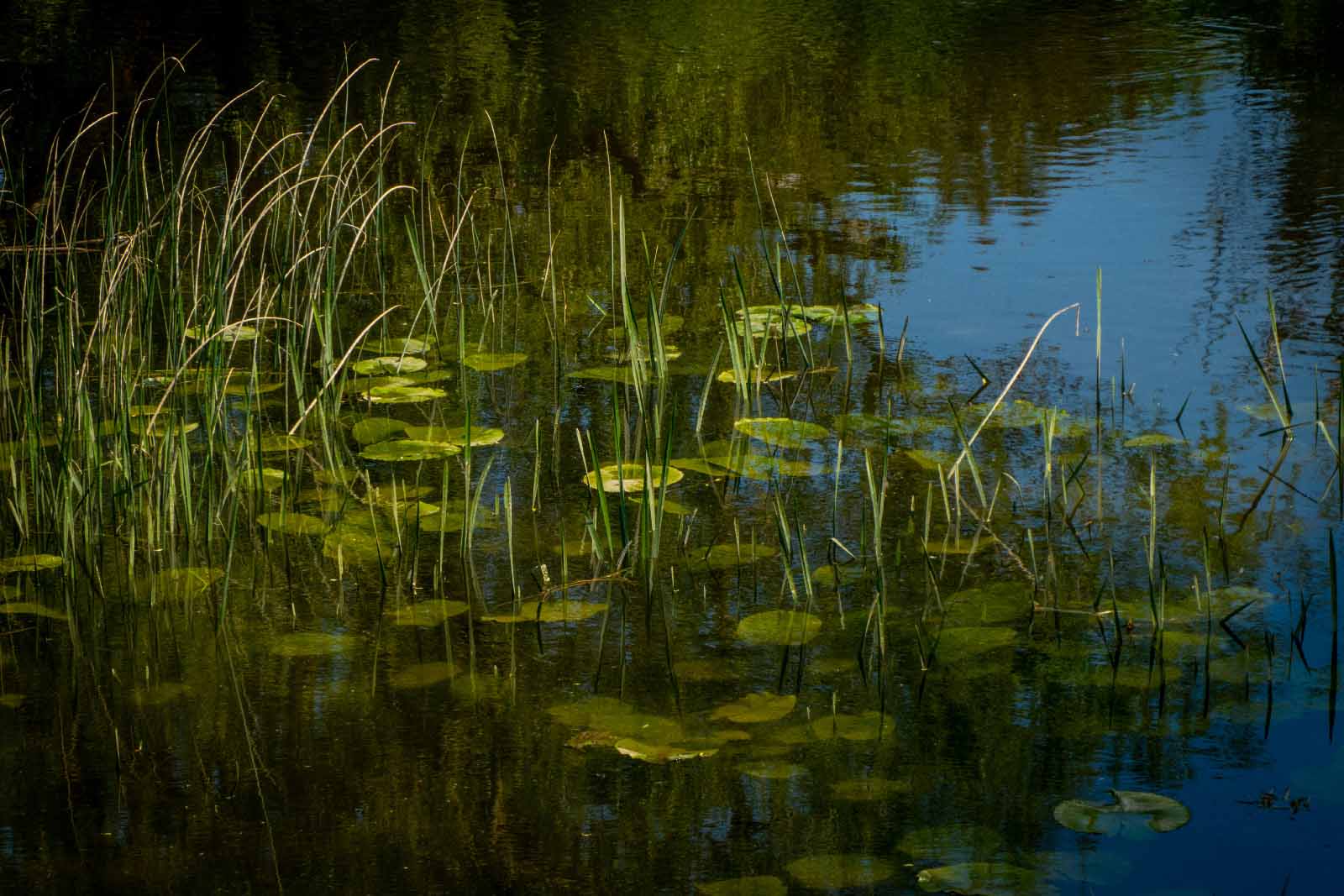 Lily pads at the edge of a pond