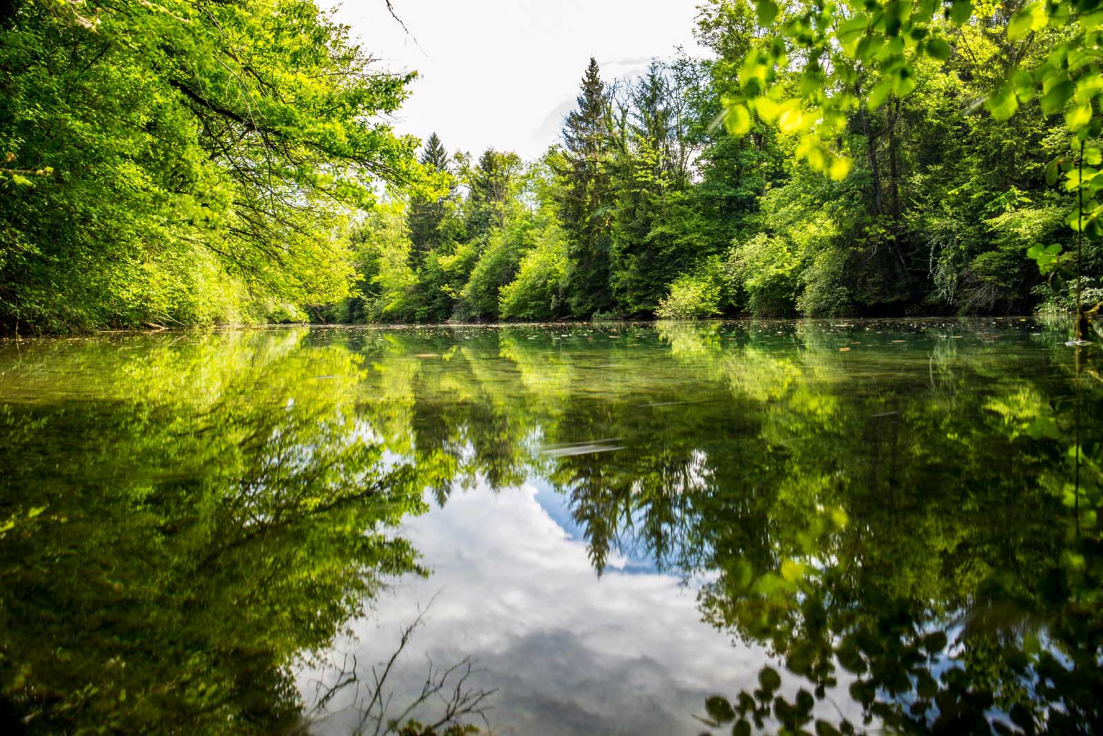 Pond reflecting dense shore of green trees