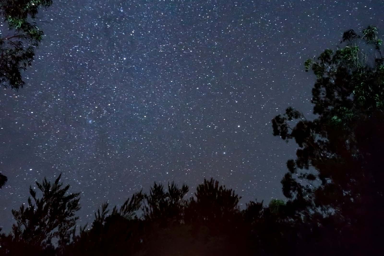 Nighttime sky showing stars between trees