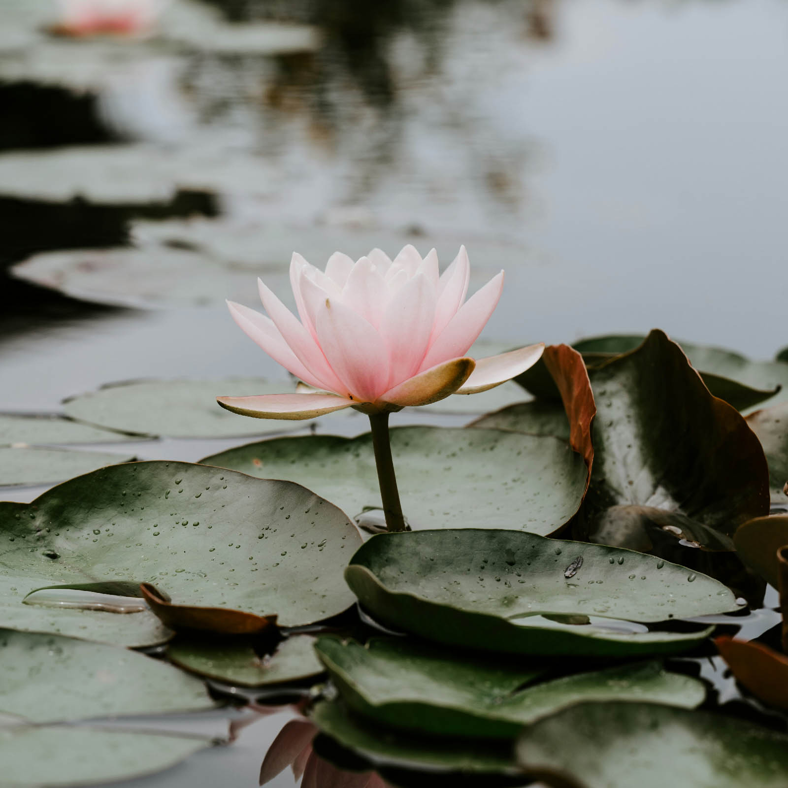 Water lily floating on a pond